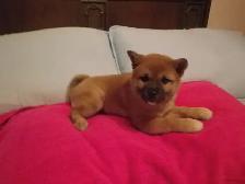 MAGNIFIQUE CHIOT FEMELLE SHIBA INU - Photo 3