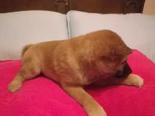 MAGNIFIQUE CHIOT FEMELLE SHIBA INU - Photo 4