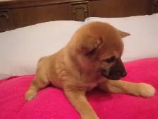 MAGNIFIQUE CHIOT FEMELLE SHIBA INU - Photo 5