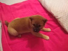 MAGNIFIQUE CHIOT FEMELLE SHIBA INU - Photo 6