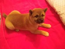 MAGNIFIQUE CHIOT FEMELLE SHIBA INU - Photo 7