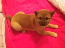 MAGNIFIQUE CHIOT FEMELLE SHIBA INU - Photo 8