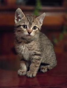 Kittens for Rehoming