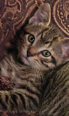 Kittens for Rehoming - Photo 4