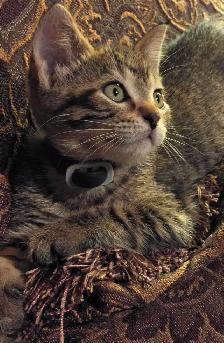 Kittens for Rehoming - Photo 6
