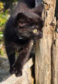 Kittens for Rehoming - Photo 7