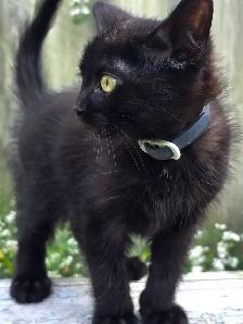 Kittens for Rehoming - Photo 8