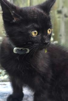 Kittens for Rehoming - Photo 9