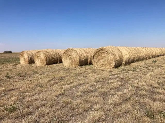 Hay for Sale