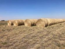 Hay for Sale