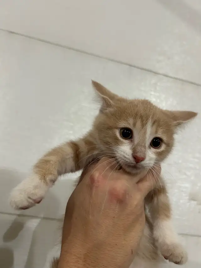 Five Adorable Kittens