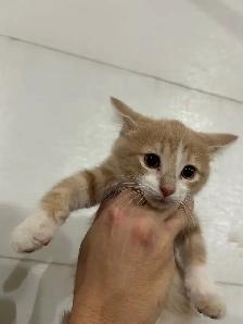 Five Adorable Kittens