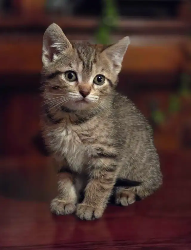 2 Kittens