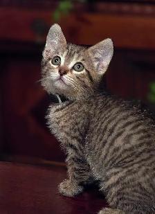 2 Kittens - Photo 2