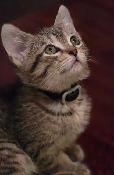 2 Kittens - Photo 3