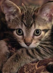 2 Kittens - Photo 5