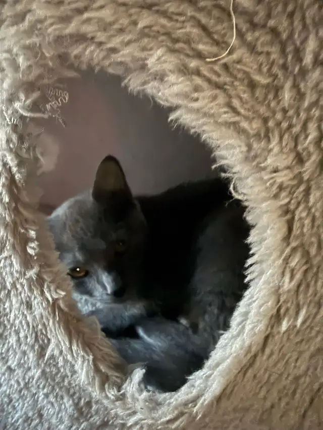 Kitten looking for forever home