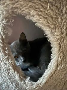 Kitten looking for forever home