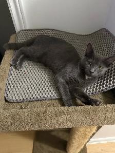 Kitten looking for forever home - Photo 2