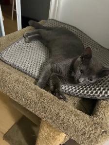 Kitten looking for forever home - Photo 3