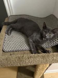 Kitten looking for forever home - Photo 4