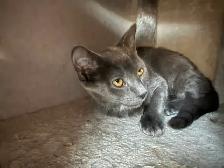 Kitten looking for forever home - Photo 5