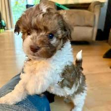 chiot Maltipoo. Caniche Bichon Doodle