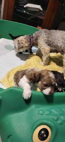 chiot Maltipoo. Caniche Bichon Doodle - Photo 2
