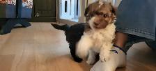 chiot Maltipoo. Caniche Bichon Doodle - Photo 4