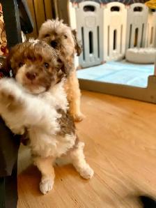 chiot Maltipoo. Caniche Bichon Doodle - Photo 5
