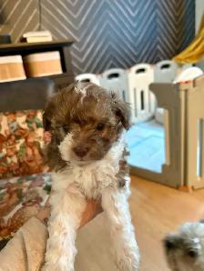 chiot Maltipoo. Caniche Bichon Doodle - Photo 7