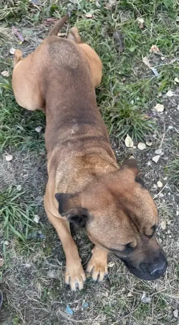 Bullmastiff