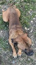 Bullmastiff