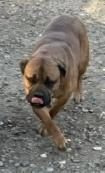 Bullmastiff - Photo 2