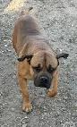 Bullmastiff - Photo 3
