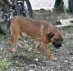 Bullmastiff - Photo 4