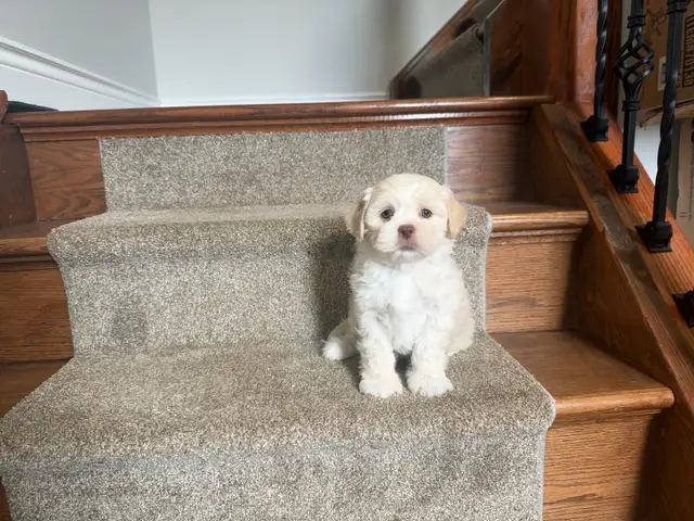 Shih-Tzu x Bichon Frise Puppies! SHICHON!  NOW AVAILABLE!