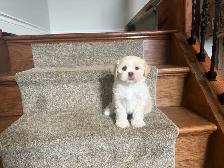 Shih-Tzu x Bichon Frise Puppies! SHICHON!  NOW AVAILABLE!