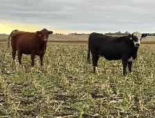AI Bred Heifers - Photo 4