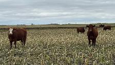 AI Bred Heifers - Photo 9