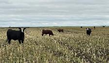 AI Bred Heifers - Photo 10