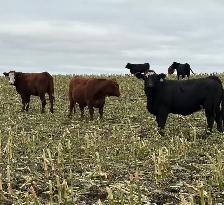 AI Bred Heifers - Photo 7