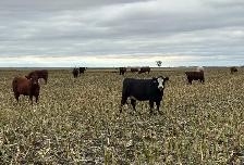 AI Bred Heifers - Photo 8