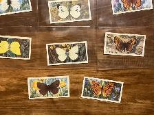 20. 1963 Brooke Bond Tea BRITISH BUTTERFLIES Cards ! - Photo 4