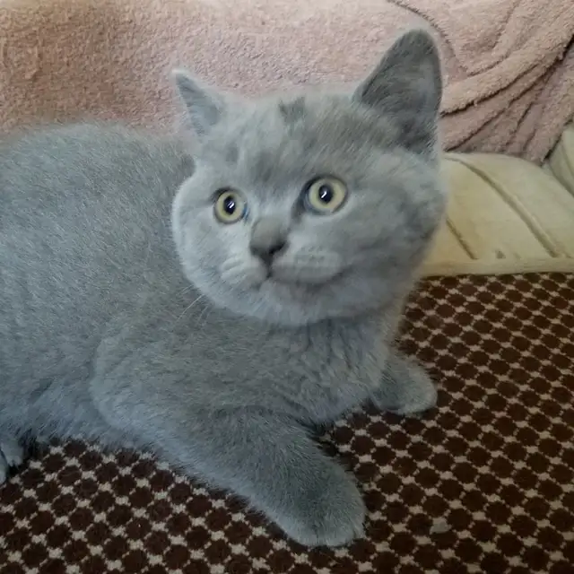 Scottish Straight shorthair,longhair kittens CCA/AFC registered