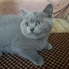 Scottish Straight shorthair,longhair kittens CCA/AFC registered