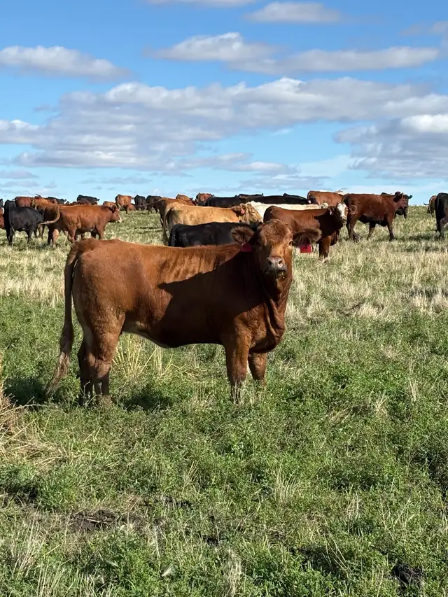 AI Bred Heifers