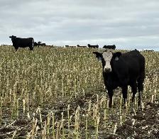 AI Bred Heifers - Photo 5