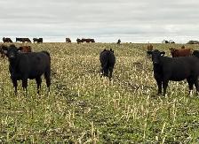 AI Bred Heifers - Photo 6