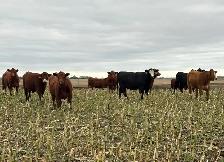 AI Bred Heifers - Photo 7